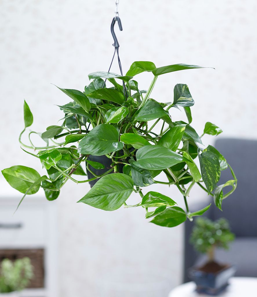 BALDUR Garten 1x Hängepflanze Efeutute, Pflanze im 15 cm-Hängetopf, Luftreinigende Zimmerpflanze, unterstützt das Raumklima, Grünpflanze, mehrj...