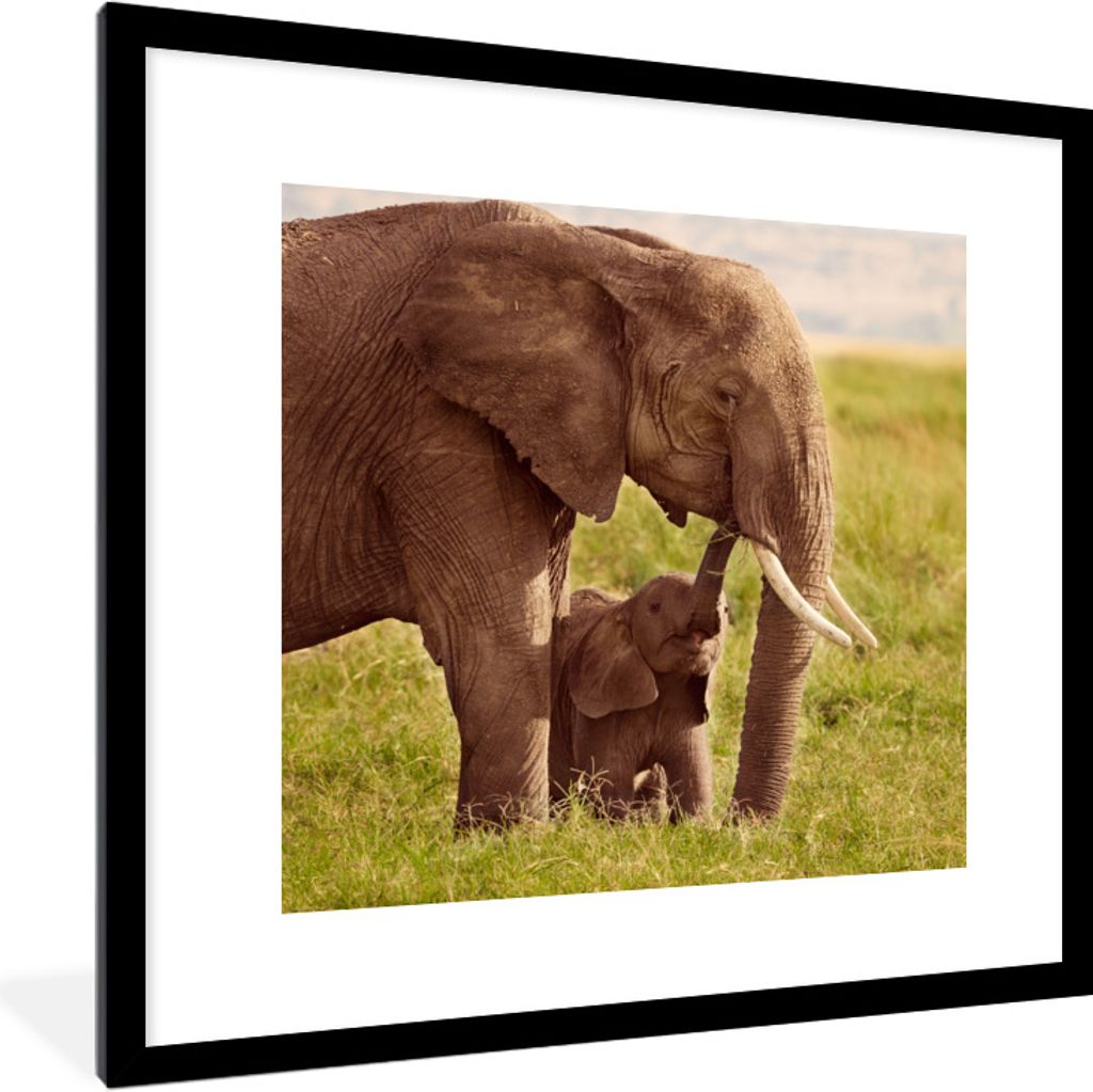 MuchoWow Gerahmtes Poster Elefant - Gras - Jung - Rüssel 40x40 cm - Poster mit Schwarzem Bilderrahmen Wandposter Rahmen Foto Bilder - Poster - P...