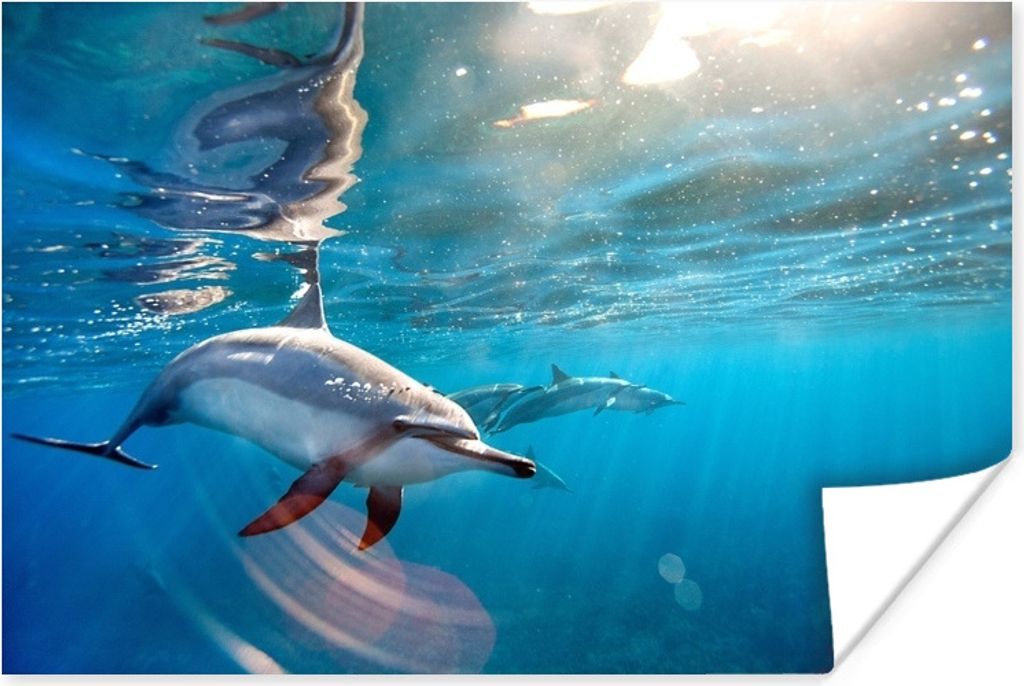 MuchoWow® Poster Delfin - Sonne - Wasser 180x120 cm - Produktbild 
