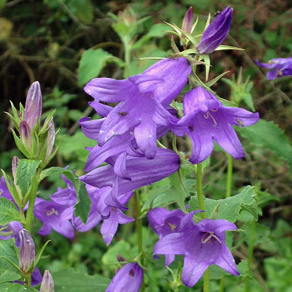 6 x Wald Glockenblume  - Campanula latifolia 'Macrantha'  | Produktbild 