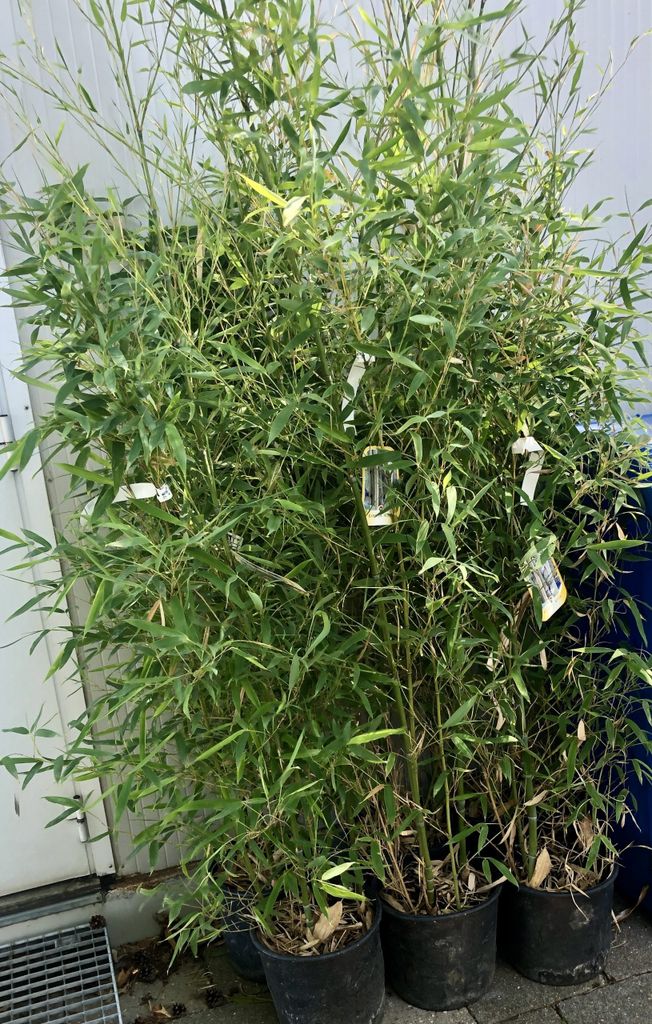 Phyllostachys aurea - Zlatý bambus 60-80 cm nádoba Obrázok produktu 