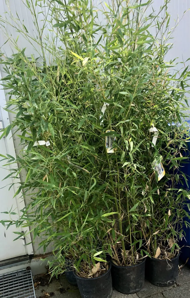 Bambou doré Phyllostachys aurea 125-150cm pour masquer un vis-à-vis