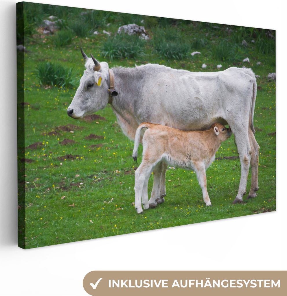 OneMillionCanvasses - Leinwandbilder - 150x100 cm, Kühe - Tiere - Natur, Wandbilder Kunstdruck Wanddekoration