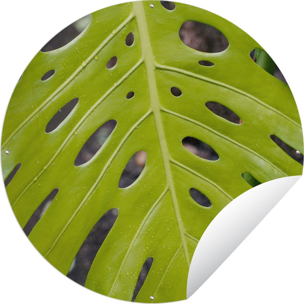 MuchoWow Gartenposter Outdoor-Poster Rund Großes botanisches Blatt der Lochpflanze Ø 90 cm Gartendeko Rundes Poster draußen