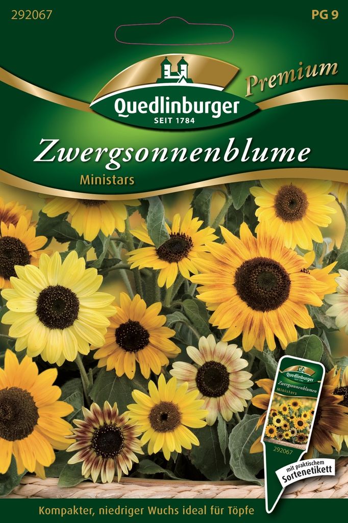 Quedlinburger Saatgut - Zwerg-Sonnenblumen Ministars - Samen - 292067