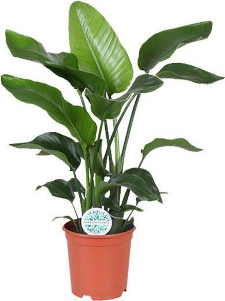 Strelitzia Nicolai Baumstrelitzie Ø21cm 80cm Tropisch Zimmerpflanze pflegeleicht