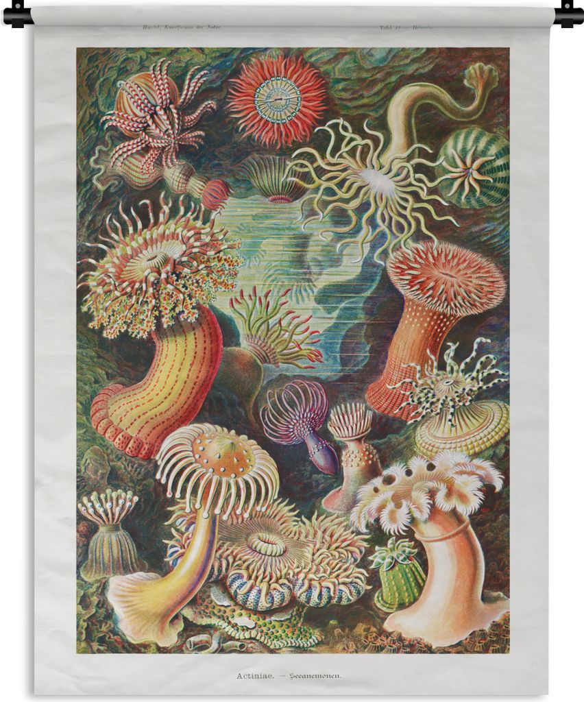 MuchoWow Wandteppich Wandbehang Ernst Haeckel - Anemone - Retro - Natur - Pflanzen 120x160 cm Tapisserie Dekoration Wandtuch - Wohnzimmer - Moderne