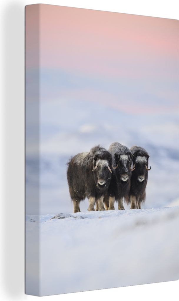 OneMillionCanvasses - Leinwandbilder - 90x140 cm, Moschusochse - Schnee - Freunde, Wandbilder Kunstdruck Wanddekoration - Wandschmucke - Schlafzi...
