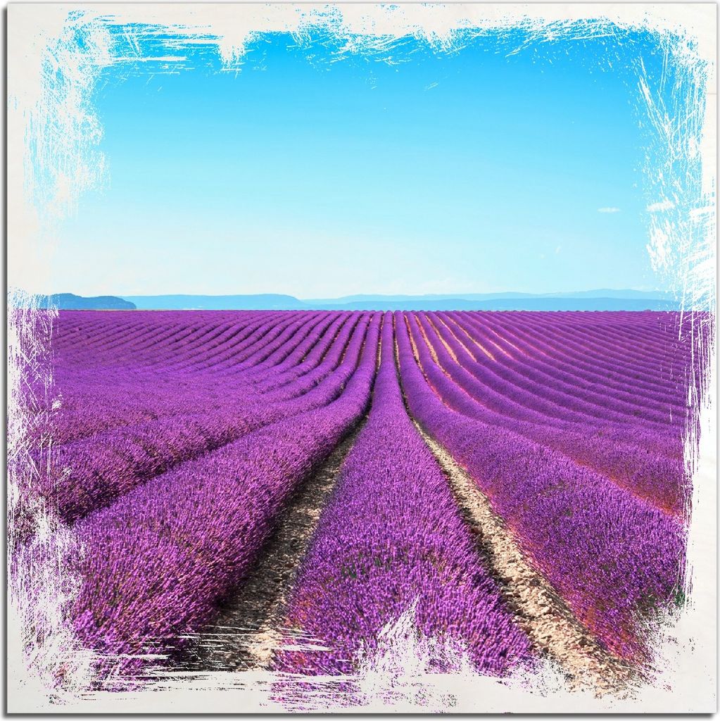 Kunstdrucke Wandbilder Holz in : Brillante Farben, Größe 50 x 50 cm Motiv Lavendelfeld unter blauem Himmel