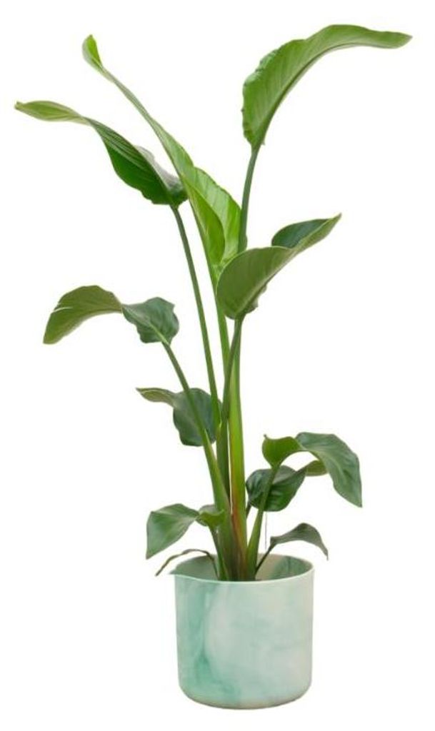 Strelitzia Nicolai einschließlich elho Ocean Round pacific green - 90-100cm - Ø22cm - Zimmerpflanze - Komplett-Set - Pflanze mit Topf