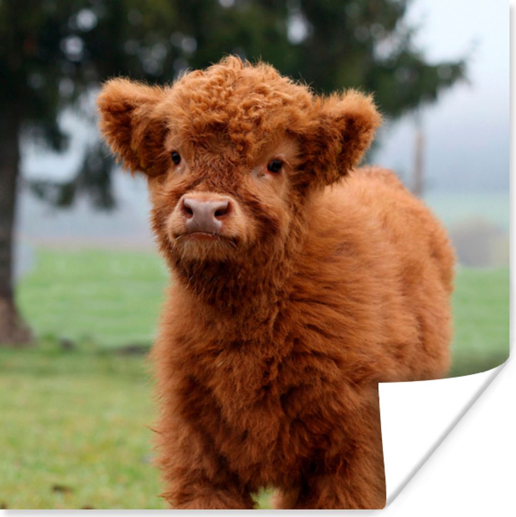 MuchoWow Poster Scottish Highlander - Kalb - Gras 50x50 cm - Wohnzimmerdekoration