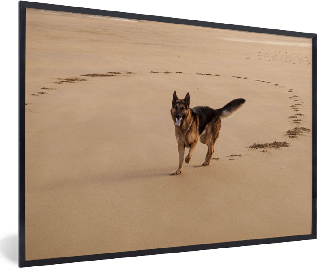 MuchoWow MuchoWow Gerahmtes Poster Deutscher Schäferhund spielt am Strand 60x40 cm - Poster mit zchwarzem Bilderrahmen - Printing - Wanddeko S...