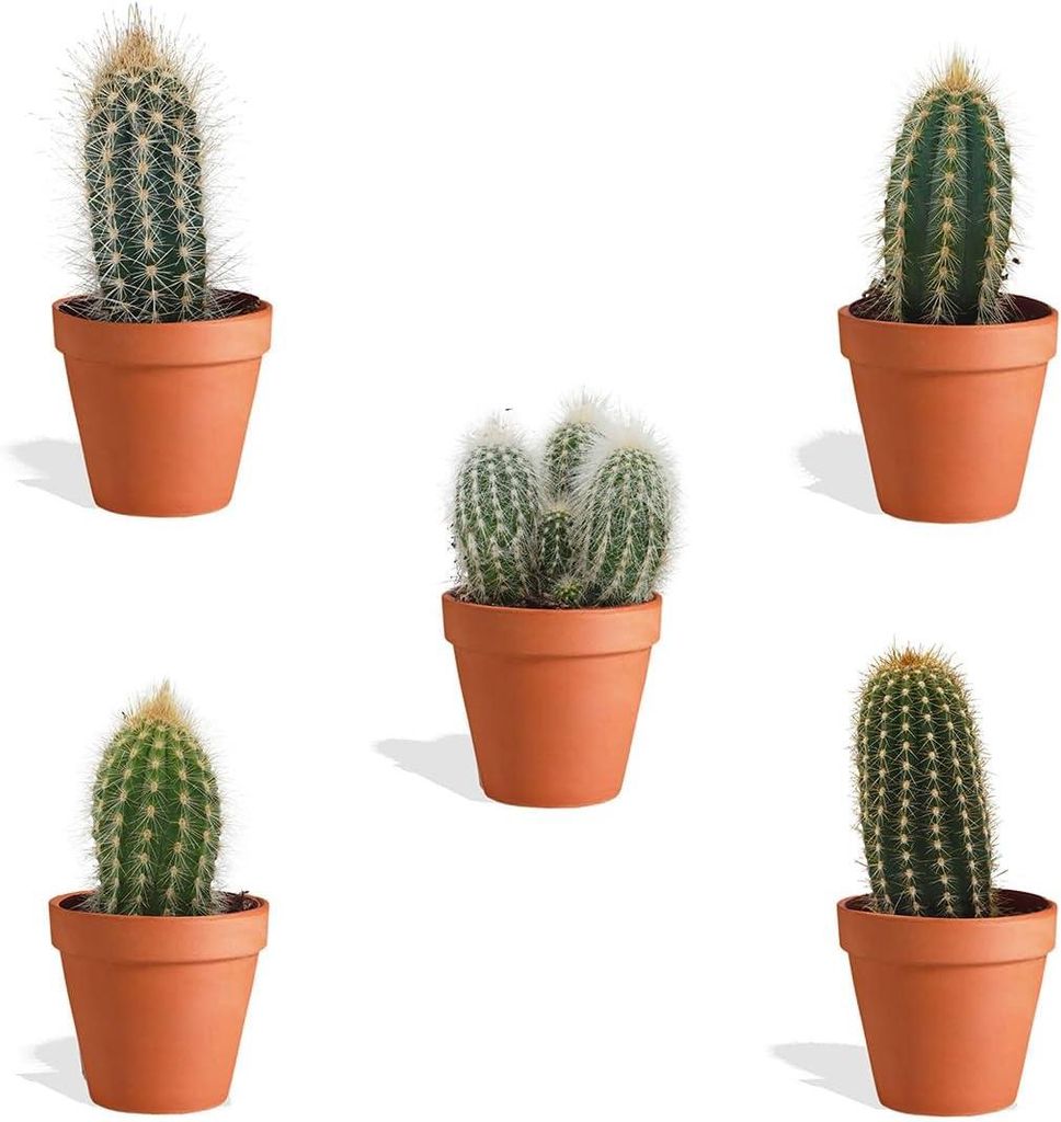 DutchLeafs Cereus Mix 5 Stück Verschiedene Mini-Kakteen im Ø 7 cm Terrakotta Blumentopf - Säulenkaktus Cactaceae Kaktus Kleine Pflanzen Sammlung