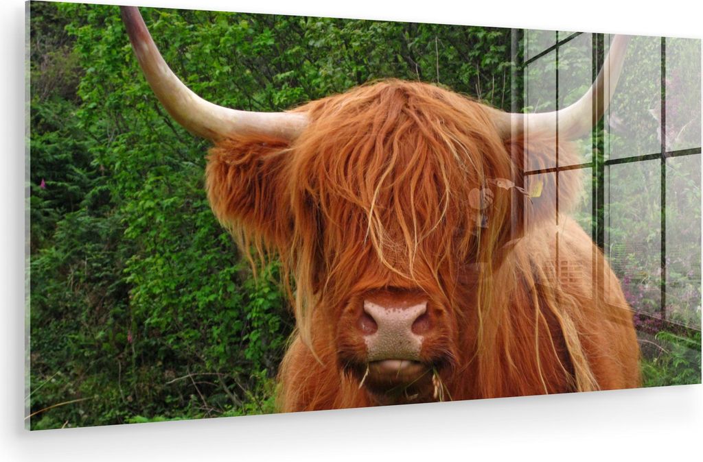 MuchoWow Glasbilder - Bilder auf Wandbild - Foto auf Glas Schottisches Hochlandrind - Kuh - Gras 80x40 cm Wanddekoration aus Glas - Acrylglasbild -...