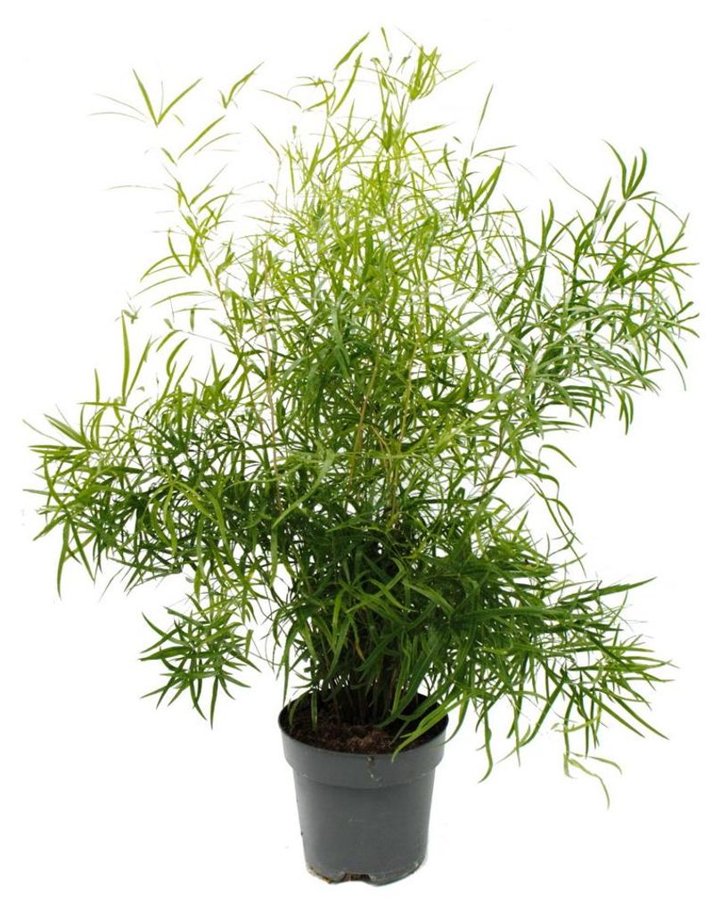 Szparagi ozdobne – szparagi sierpowate – Asparagus falcatus Zdjęcie produktu 