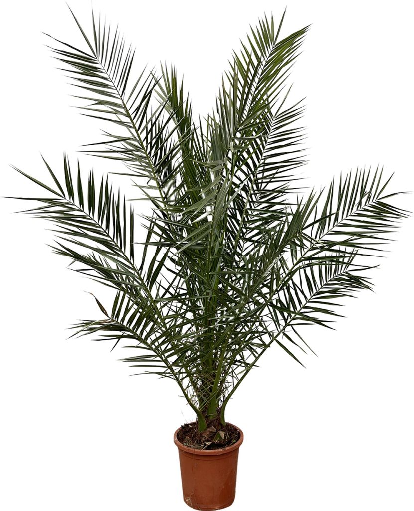 Palma daktylowa kanaryjska Phoenix Canariensis - doniczka Zdjęcie produktu 