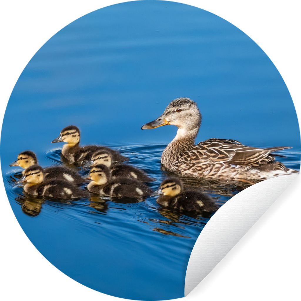 MuchoWow Runde Wandtattoo - Wandsticker Tapete Aufkleber Ente - Wasser - Vogel - Braun Ø 30 cm Selbstklebend und Repositionierbar - Wandaufklebe...