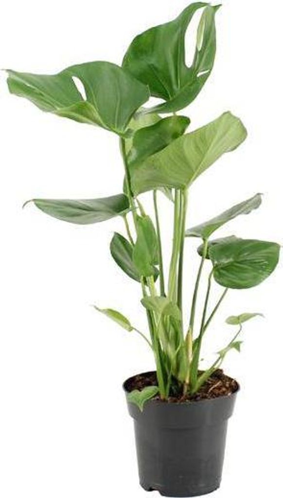 Monstera Deliciosa Köstliches Fensterblatt Ø17cm 60cm Zimmerpflanze Pflegeleicht