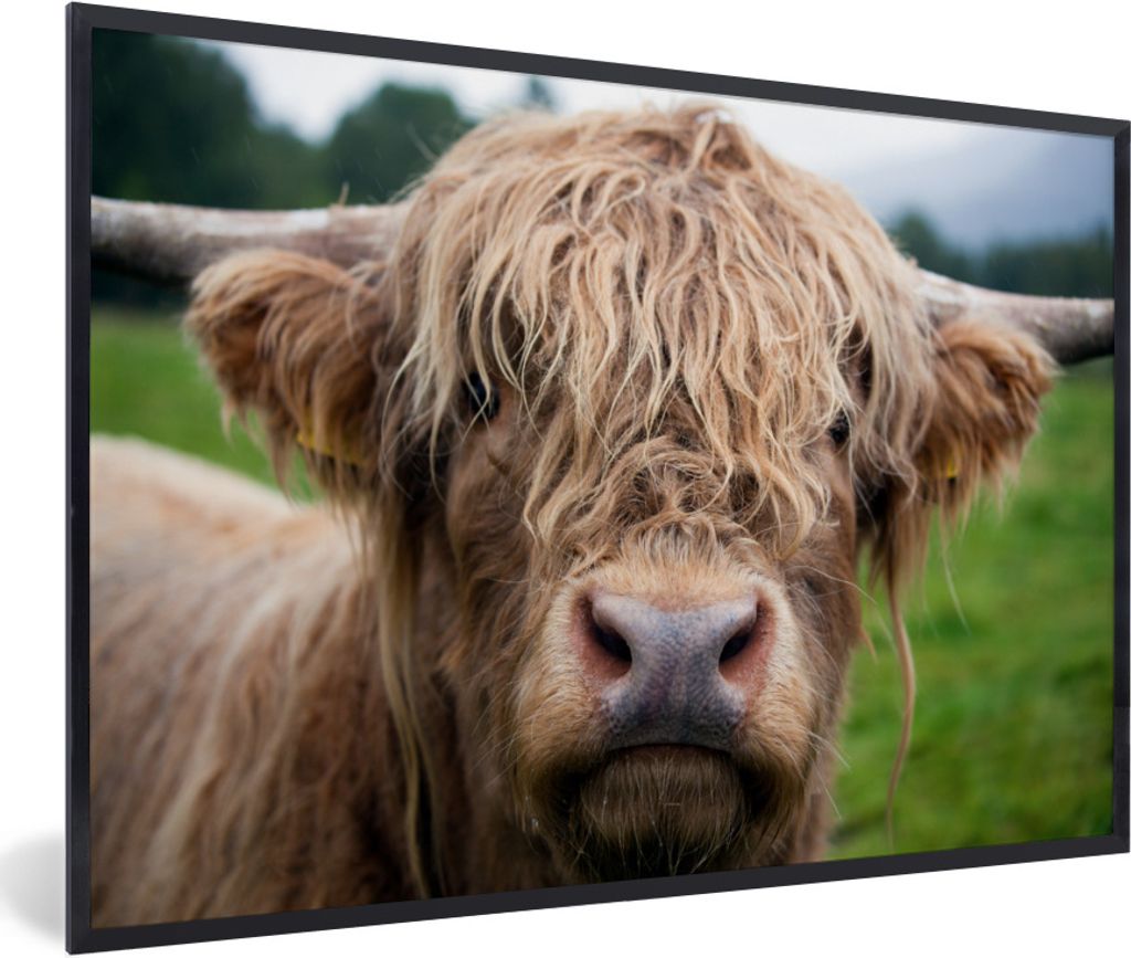 MuchoWow Gerahmtes Poster Schottische Highlander-Kuh - Landschaft - Nahaufnahme 60x40 cm - Poster mit Schwarzem Bilderrahmen Wandposter Rahmen Fo...