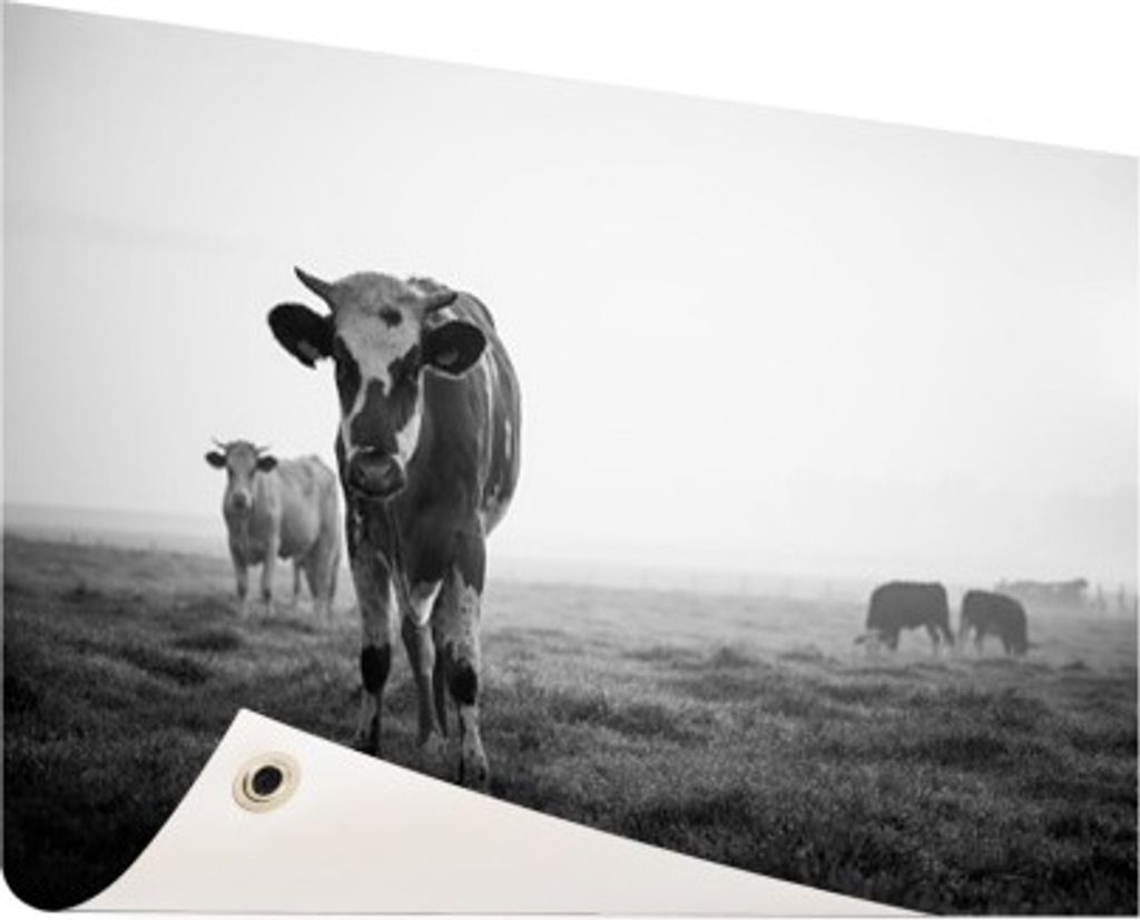 Gartenposter - 120x80 cm - Kühe am Morgen Nebel Produktbild 