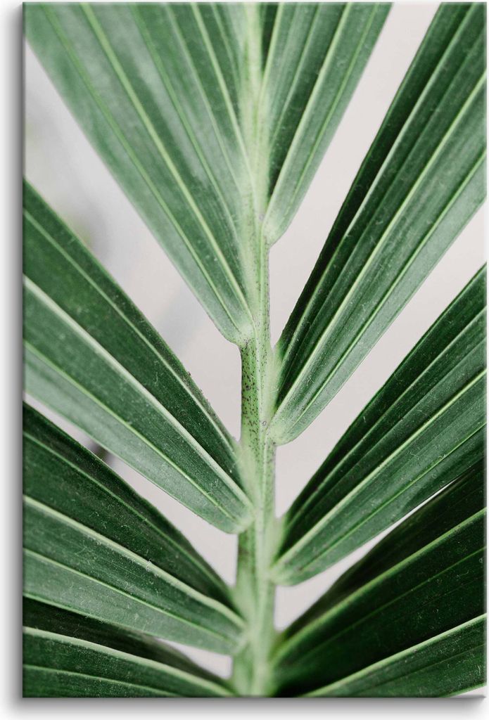 Leinwandbilder Wandbild für Wohnzimmer Grüne Blätter Palme 80x120 cm