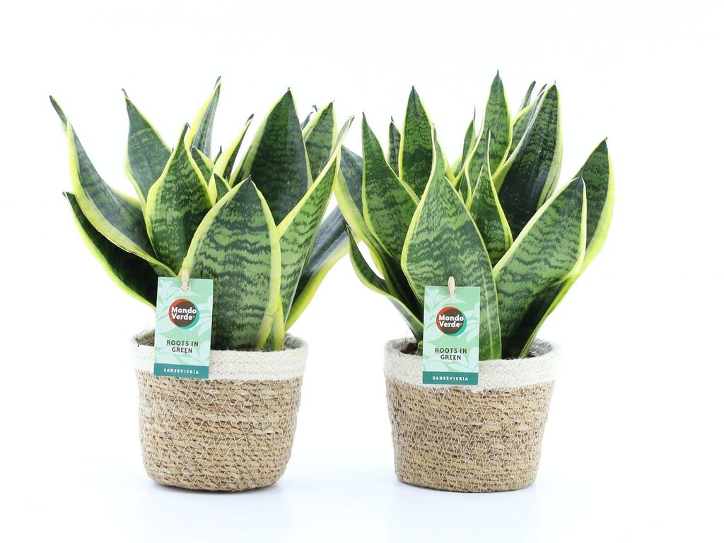 Bogenhanf Sansevieria trifasciata 2er Set mit Übertopf