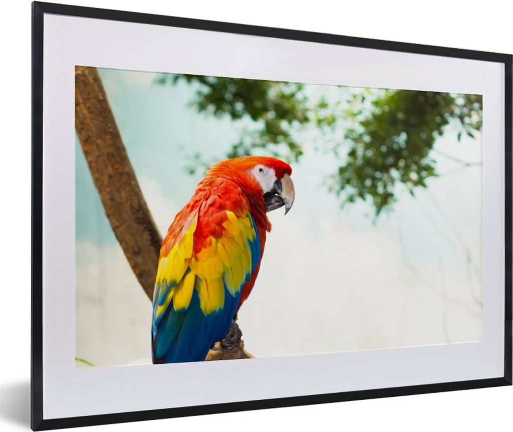 MuchoWow Gerahmtes Poster Papagei - Vogel - Regenbogen - Tropisch 60x40 cm - Poster mit Schwarzem Bilderrahmen Wandposter Rahmen Foto Bilder - Sc...