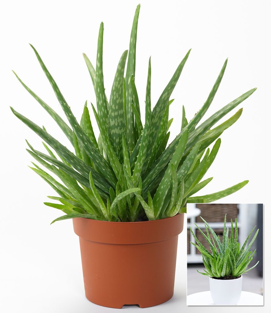 Aloe Vera Pflanze Echte Aloe Vera Barbadensis Miller 20 bis 25cm 
