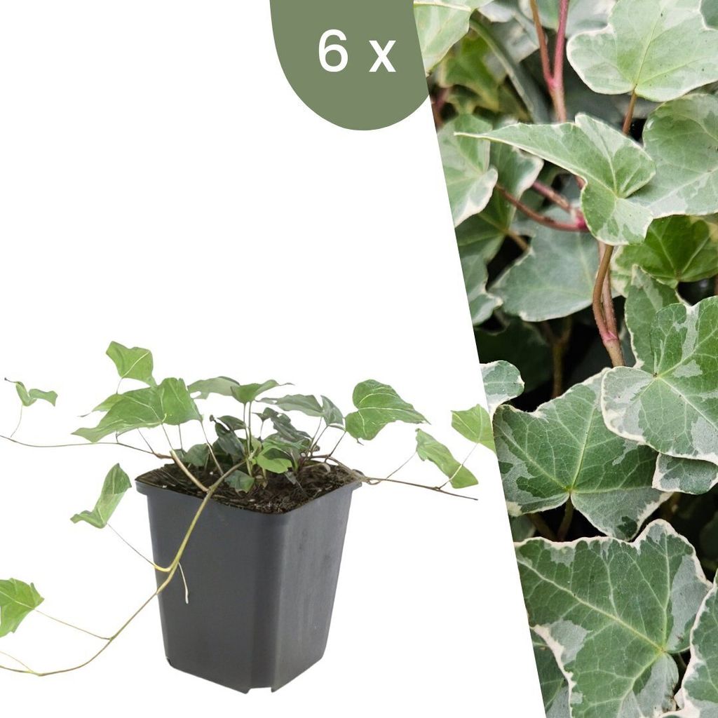 Plants by Frank | 6 Efeu Pflanzen | Hedera helix 'Glacier' | Kletterpflanzen Winterhart | Bodendecker Winterhart | Gartenpflanzen Winterhart