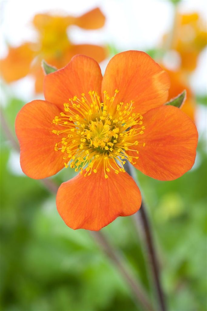 Geum coccineum 'Borisii', Nelkenwurz, leuchtend orange, ca. 9x9 cm Topf
