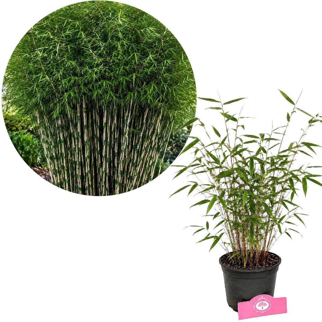 Fargesia robusta 'Pingwu', Bambus, Höhe 30 cm, 2-Liter-Topf Produktbild 
