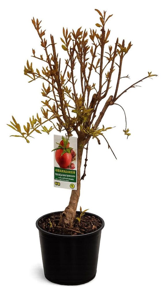 rossmann lego bonsai Mini Bonsai Trees  LEGOLAND California Resort Online Shop
