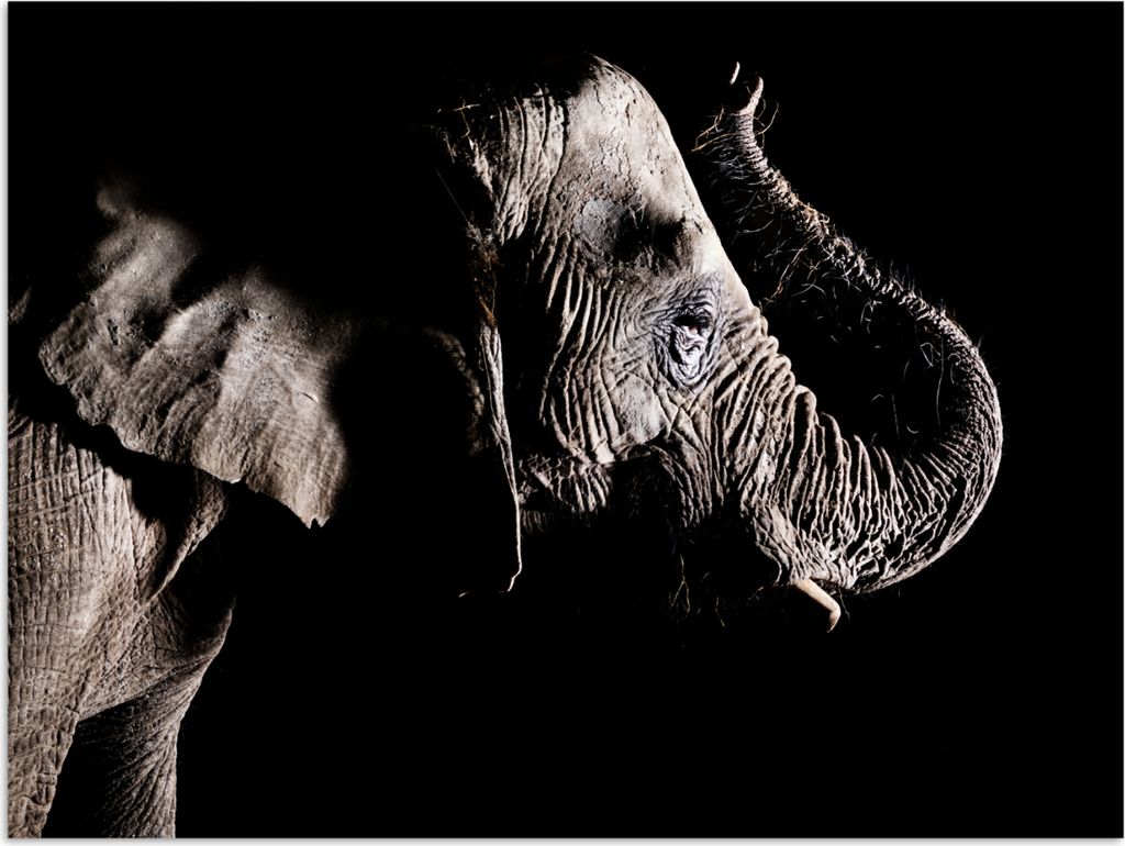 MuchoWow Poster Elefant - Schwarz - Tiere - Natur 120x90 cm - Wandbild