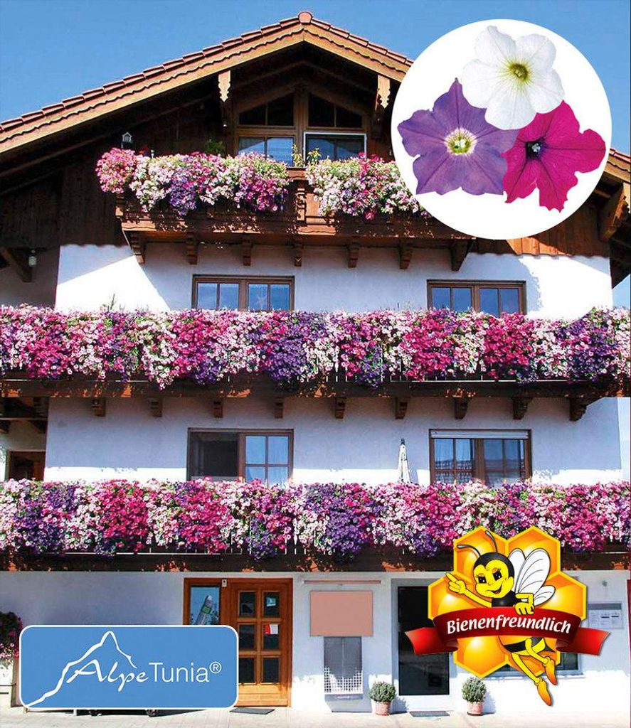 BALDUR Garten 3er Hänge-Petunien-Mix 'AlpeTunia®', Pflanzen Produktbild 