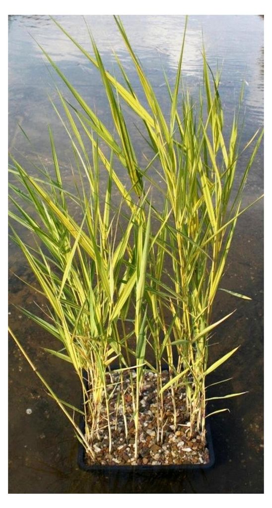 Phragmites australis 'Variegatus' - Schilf, grün-weiß-gelb gestreift, winterhart