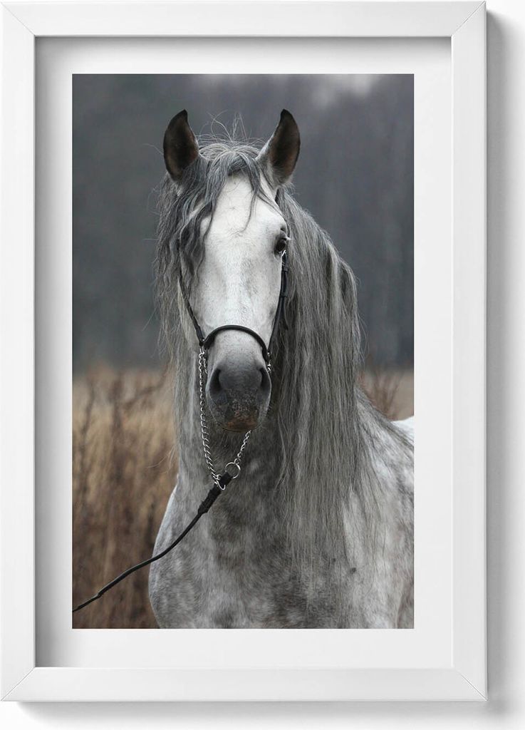 Weißes Pferd– Wandbild mit Rahmen – Gerahmtes Bild – Wanddekoration – 20x30 cm – Weiß