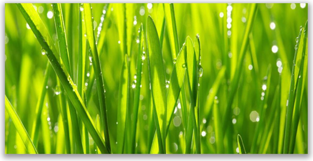 Glasbilder 120x60 Wandbild Druck auf Glas Gras Natur