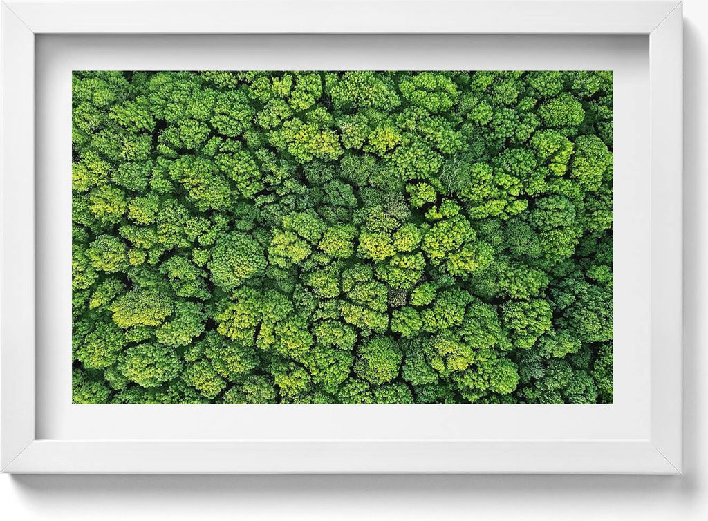 Natur Pflanzen Moos– Wandbild mit Rahmen – Gerahmtes Bild – Wanddekoration – 30x20 cm – Weiß Rahmen