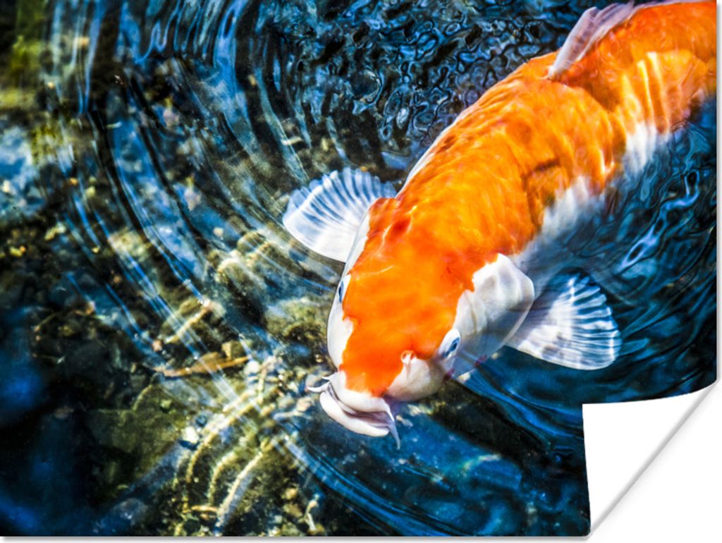 MuchoWow Poster Ein Koi-Karpfen, der an die Wasseroberfläche kommt 120x90 cm - Wandbild