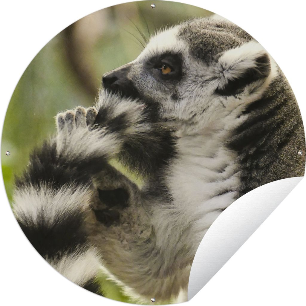MuchoWow Gartenposter Outdoor-Poster Rund Affe - Tier - Ringschwanzlemur Ø 120 cm Gartendeko Rundes Poster draußen