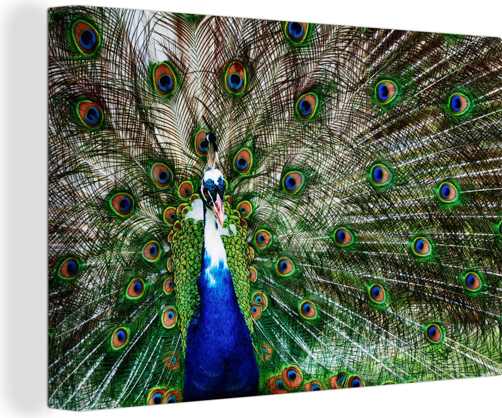 OneMillionCanvasses - Leinwandbilder - 140x90 cm, Pfau - Federn - Weiß - Blau, Wandbilder Kunstdruck Wanddekoration