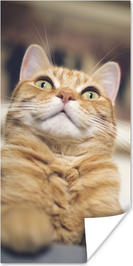 MuchoWow Poster Katze - Bank - Orange 20x40 cm - Plakat - Foto