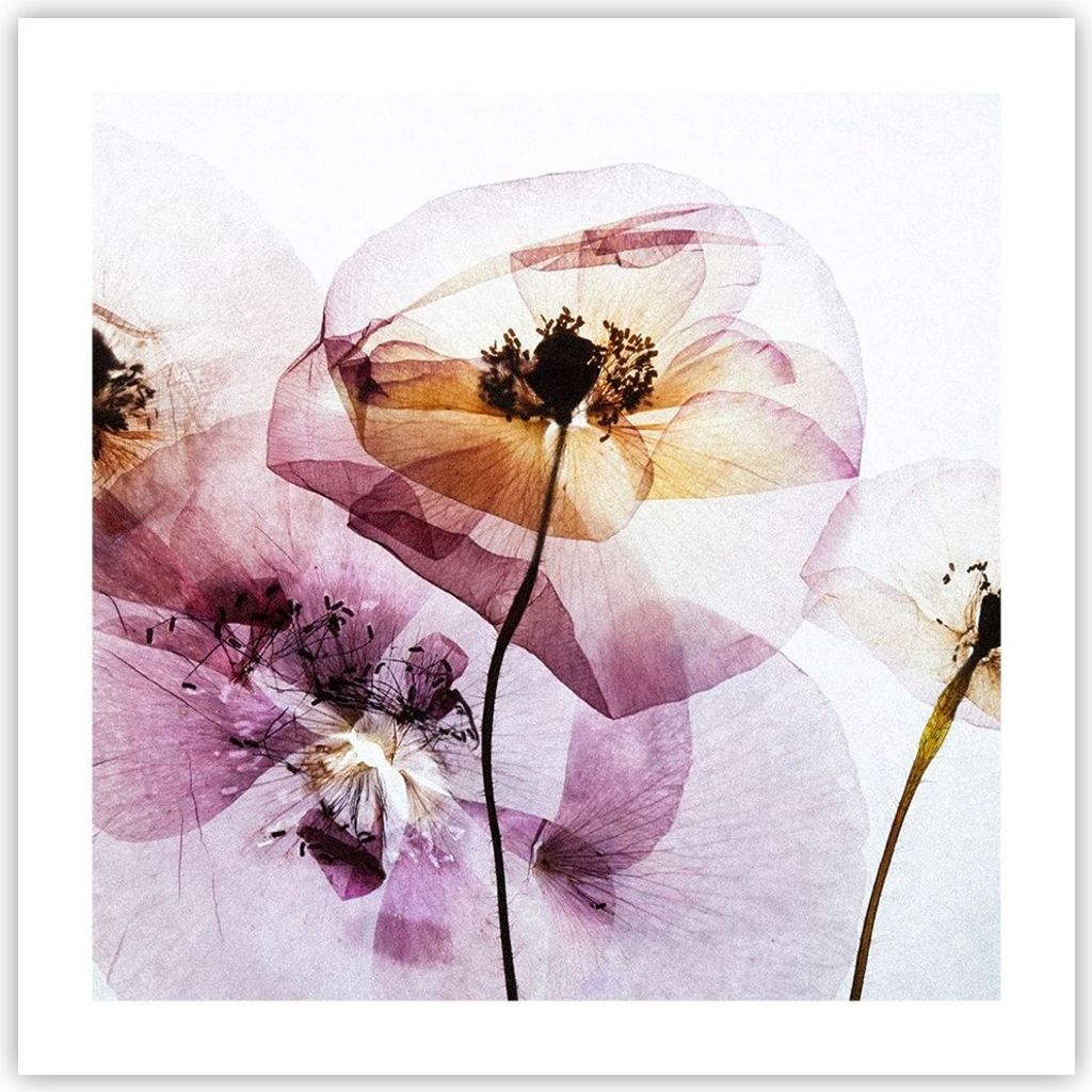 Poster - Poster ohne Rahmen - blume sommer natur - 50x50 cm - Wand Bild - Wanddeko - Wandbilder - Kunstposter - Wandposter - Bilder - Kunstdruck - ...