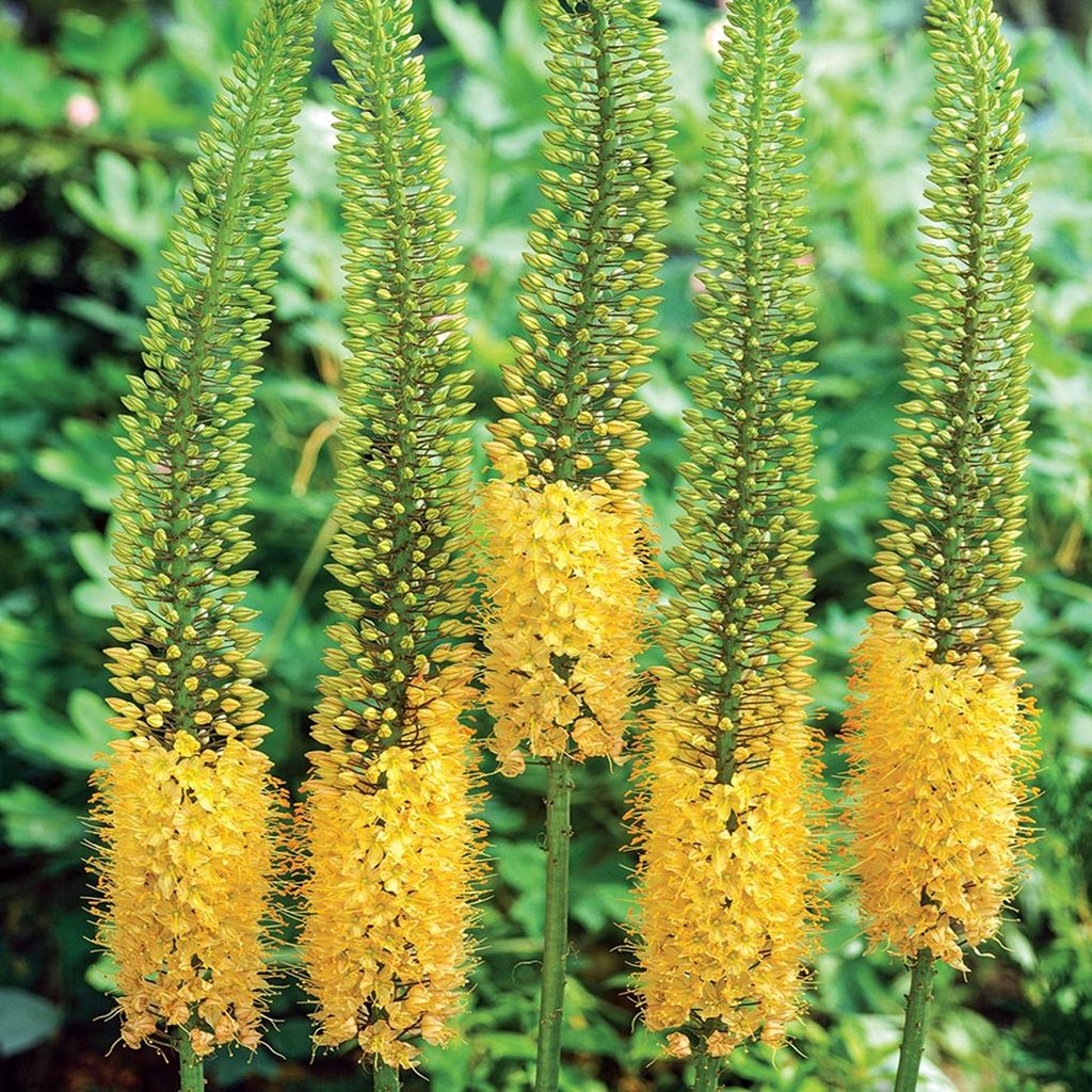 Eremurus Pustynnik Himalajski Pinokkio Zółty 1 szt sadzonka Zdjęcie produktu 