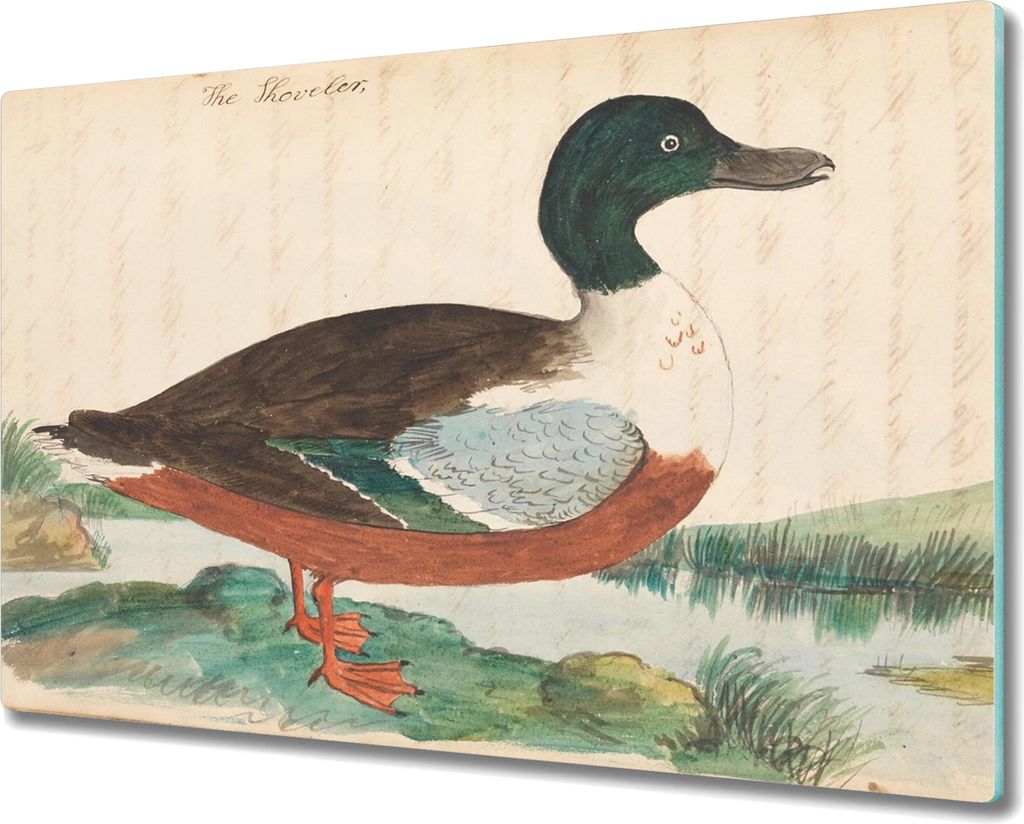 Coloray Schneidebrett Herdabdeckplatte 80x52 cm Kochplattenabdeckung Hackbrett Küchenbrett - Vogel Zeichnung