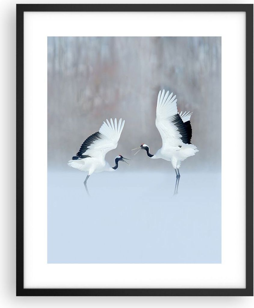 Gerahmtes Poster - Schwarzer Rahmen - Kraniche kämpfen tanzen - 40x50 cm - Wand Bild - Wanddeko - Wandbilder - Kunstposter - Wandposter - Bilderra...