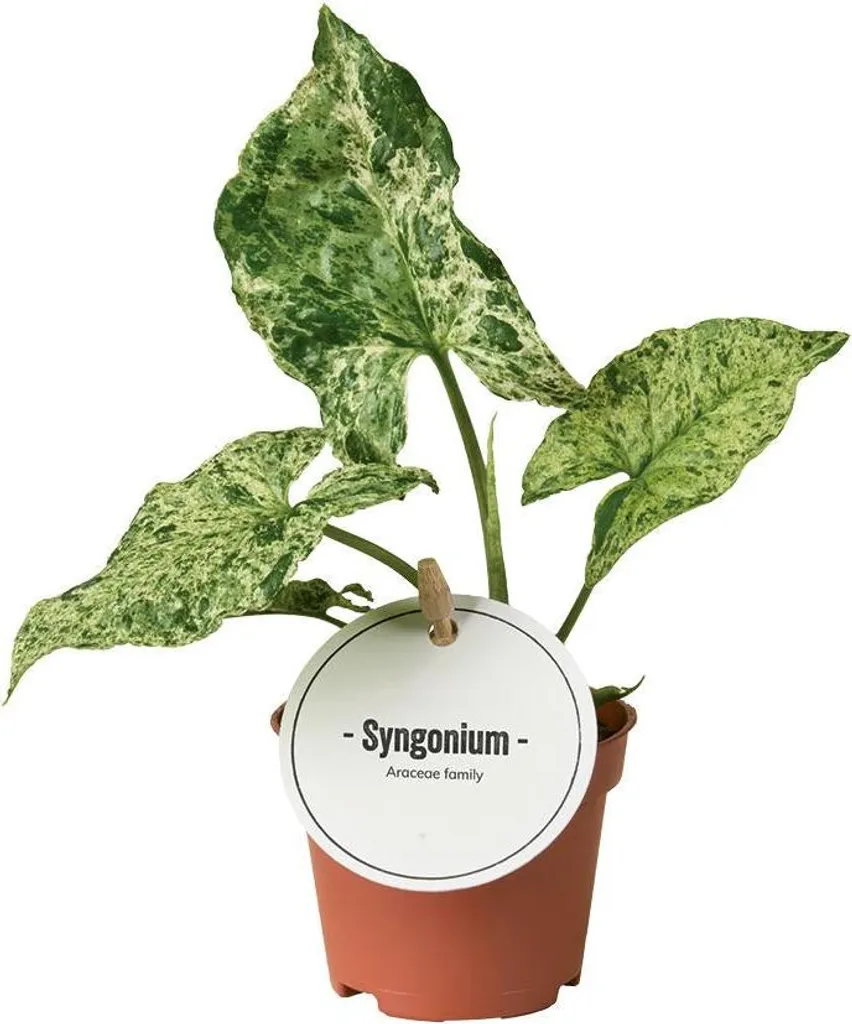 Syngonium Mottled au feuillage blanc-vert motifs uniques facile à vivre