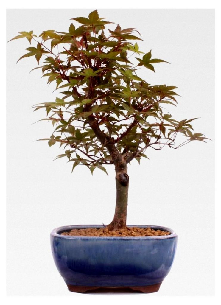 Bonsai - A. palmatum Deshojo, roter Fächerahorn aus Japan Produktbild 