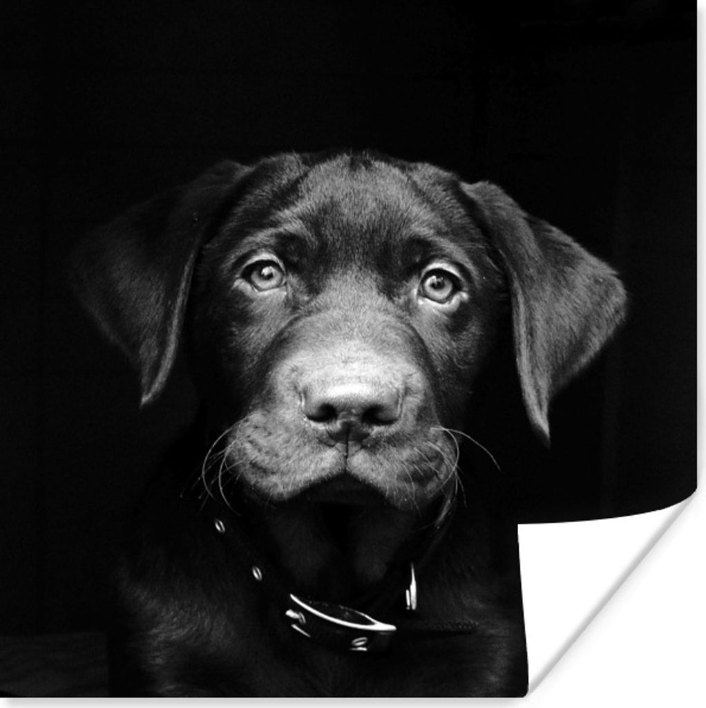 MuchoWow Poster Hund - Leicht - Schwarz 30x30 cm - Wandposter - Printing