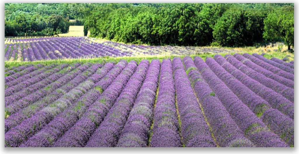 Glasbilder 140x70 Wandbild Druck auf Glas Wiese Blumen Natur